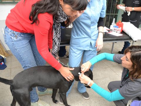El programa de Control de Zoonosis continúa en Villa Nueva