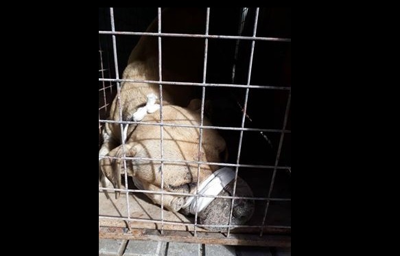 Tal como viene informando este portal de noticias, desde el pasado sábado cuando un perro de forma repentina ingresó a una vivienda atacando a los canes que allí habitan y debió asistir personal de Defensa Civil para capturarlo en una jaula prestada por la ONG PRODEA, el problema del destino del animal aún sigue sin solución
