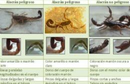 Alacranes: Cómo prevenir y actuar ante la presencia de estos artrópodos
