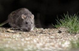 Entregan cebo raticida en zonas que se detecte la presencia de roedores