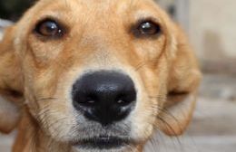 Villa Argüello: Denuncian presencia de perros abandonados y falta de insumos para castración