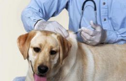 Jornada gratuita de castración y vacunación para perros y gatos en el Club El Carmen