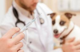 Continúa la campaña de vacunación antirrábica de perros y gatos en instituciones