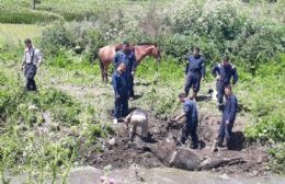 Ardua tarea para rescatar a una vaca que cayó en el zanjón de la 66