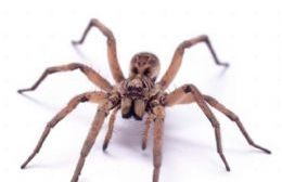 Recomendaciones ante el hallazgo de arañas u otros insectos