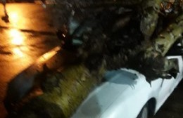 Árbol cayó sobre un auto en la Génova
