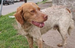 Buscan al dueño de un perro bretón perdido en la zona céntrica de Berisso