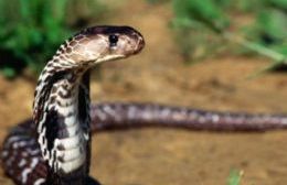 Recomendaciones ante posibles casos de mordeduras de serpientes