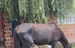 Caballo suelto y en pésimas condiciones de salud