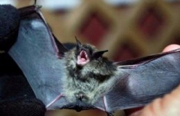 Dos casos de rabia en murciélagos
