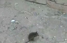 Vecinos alarmados por la presencia de roedores en Montevideo y 35
