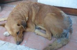 Vecinos rescataron a un perro abandonado: Estaba atado a un árbol con una miasis aguda