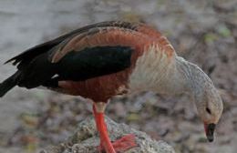El Museo Ornitológico llevará a cabo un proyecto sobre gansos de monte en Salta