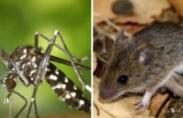 Roedores y dengue: Los peligros del verano