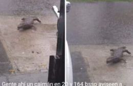 Difundieron en las redes sociales la presunta aparición de un caimán en las calles de Berisso