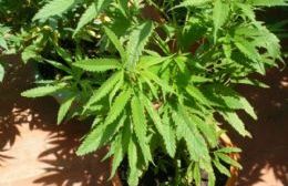 Detenido por tener plantas de marihuana en su casa