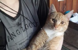 Una familia busca desesperadamente su gatito "Dio"
