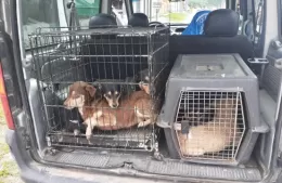 Cinco perros fueron rescatados de una vivienda cuya dueña está desaparecida