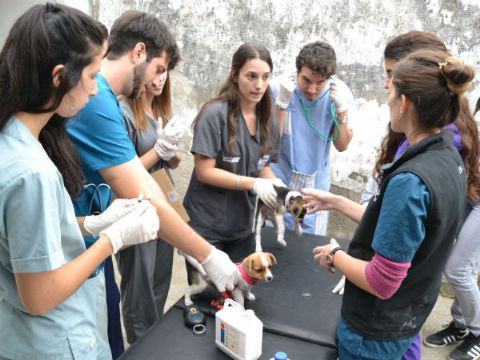 Servicio Veterinario Municipal: Fuerte incremento del trabajo preventivo y sanitario