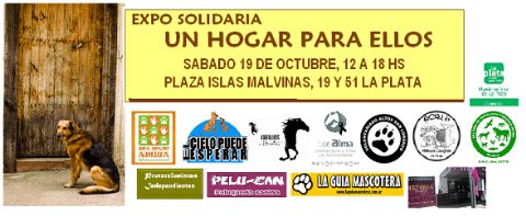 Jornada solidaria por los animales de la calle
