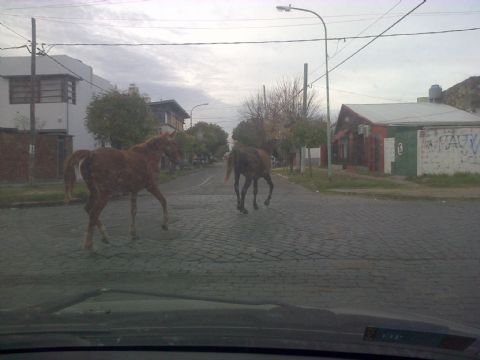 Caballos de paseo en pleno centro de la ciudad