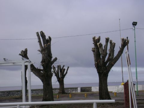 En el Día del Árbol, solicitan cumplimiento de ley provincial