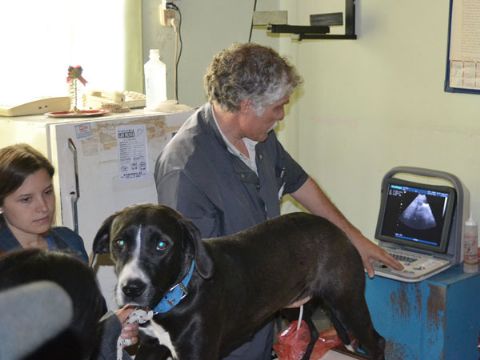 Continúa el programa de control de zoonosis