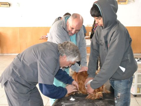 Vacunación antirrábica y control de zoonosis en el Fortín Gaucho de Berisso
