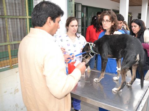 Balance del área veterinaria
