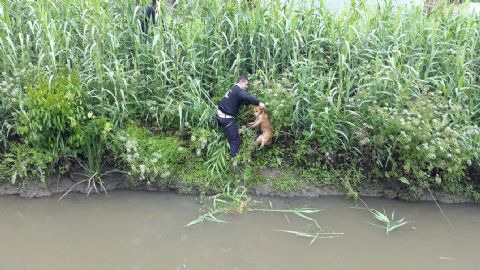 Jóvenes rescatistas de Defensa Civil salvaron a un perro abandonado en el canal Bagliardi