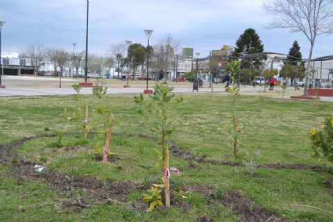 Avanzan las tareas de forestación de espacios públicos