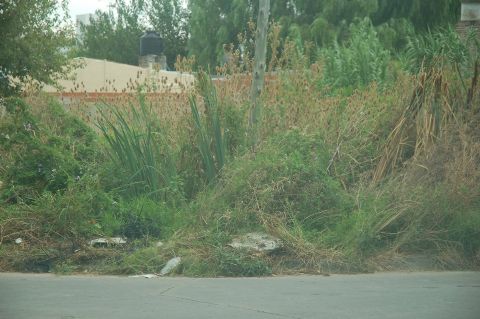 Totoras, pastizales y malezas en terreno de 15 y 160