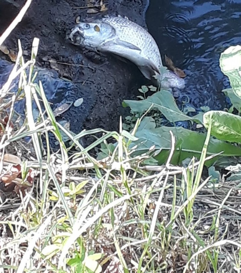 Se espera la intervención del área medioambiental local.