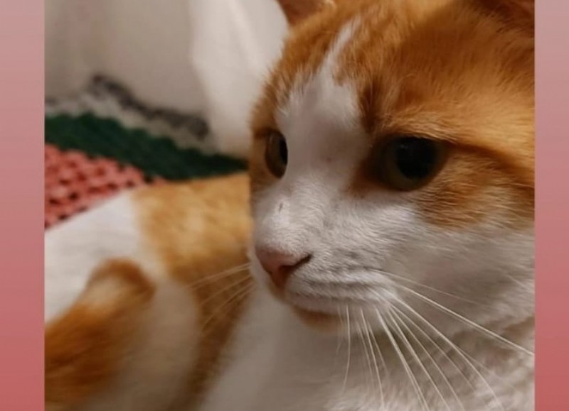 La mascota en cuestión.