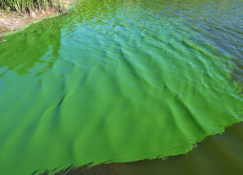 Toxinas en la superficie.