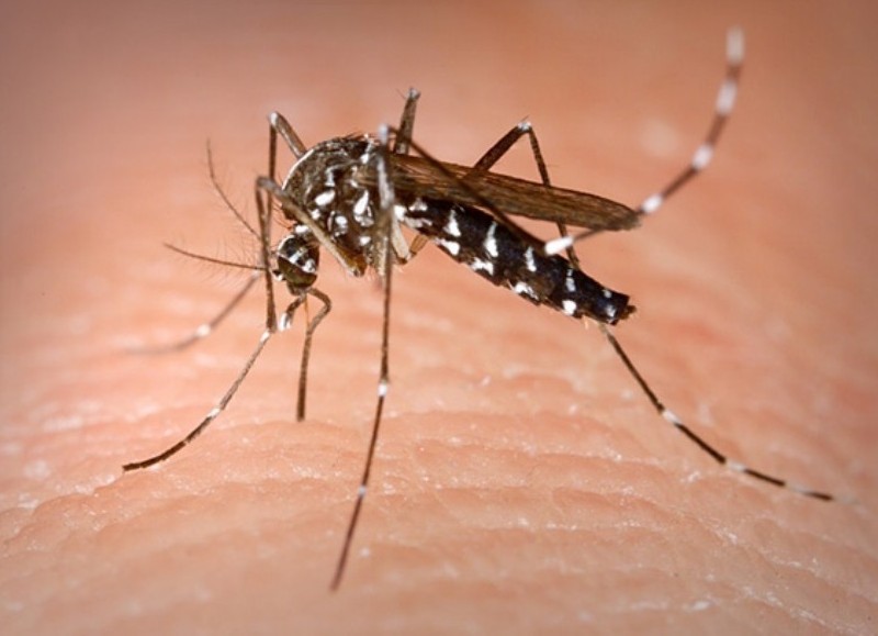 El aedes aegypti.