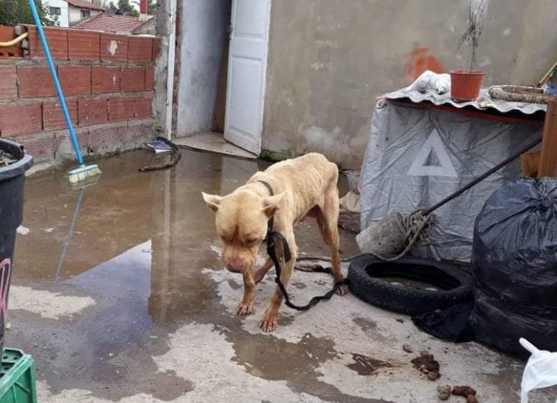 "José" estaba anémico, desnutrido y deshidratado.
