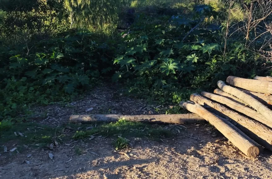 Preocupación vecinal por tala de árboles en el Terraplén Costero