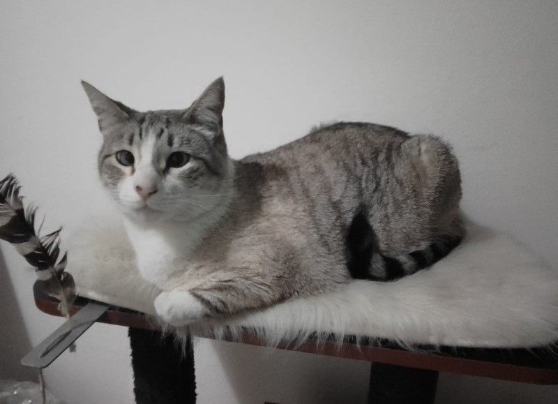 Una familia de Berisso solicitó la colaboración de toda la comunidad a fin de dar con el paradero de su gata Rufina, la cual se extravió el pasado 14 de enero.