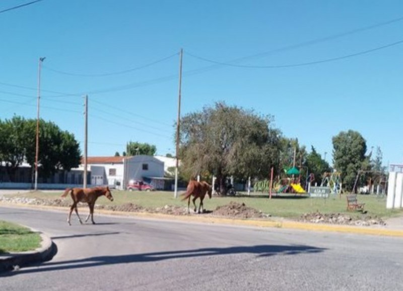 Los mismos aparecieron por la calle 162 y 26, como a su vez también se observaron por 18 y 165, 25 y 162.