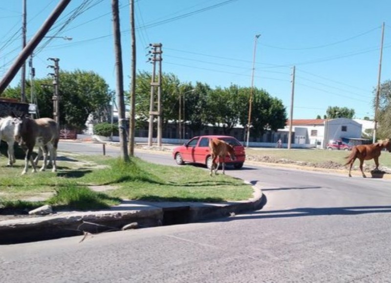 Vecinos de la ciudad se encuentran desconcertados y con mucha preocupación por la cantidad de caballos, que se encuentran a la deriva por las calles.