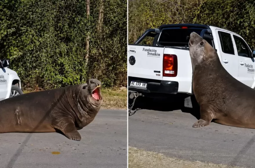 Un elefante marino apareció en Isla Santiago.