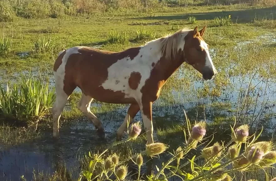 El equino en cuestión.