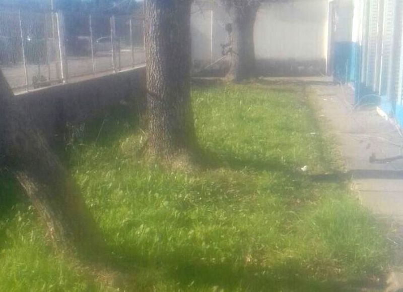 Corte de pasto en la escuela.