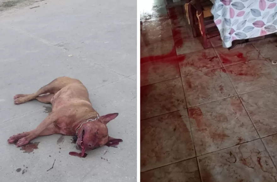 El pitbull noqueado y las condiciones en las que quedó la vivienda.