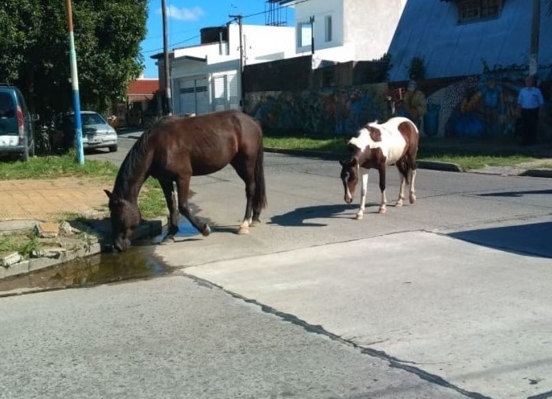 Peligro para automovilistas y para los propios equinos.