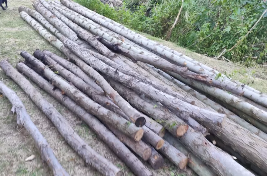 Preocupaci&oacute;n vecinal por tala de &aacute;rboles en el Terrapl&eacute;n Costero