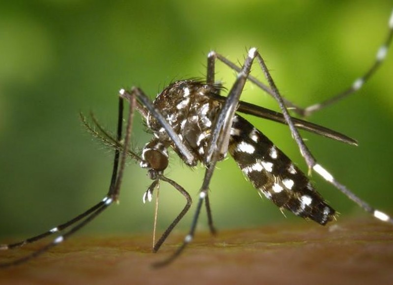 El mosquito vector.