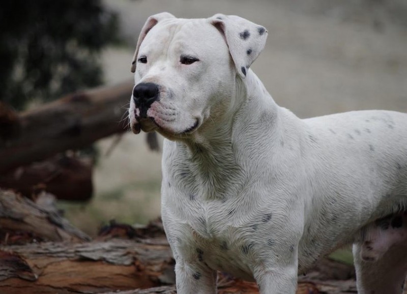 Un dogo agredió y mató a una nena de dos años en Ensenada.