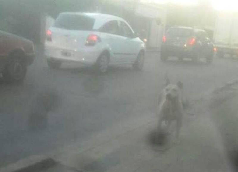 Una raza de cuidado.
